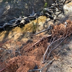 Juncus (genus) at Kangiara, NSW - 9 Apr 2025 11:09 AM