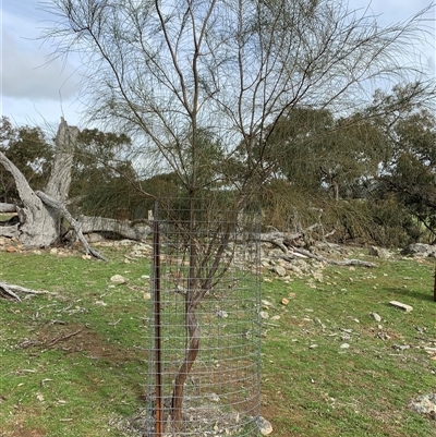 Allocasuarina littoralis (Black She-oak) at Kangiara, NSW - 13 Jul 2025 by kamnat
