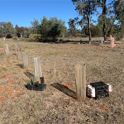 Acacia dealbata (Silver Wattle) at Kangiara, NSW - 3 Jul 2025 by kamnat