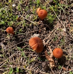 Laccaria sp. (Laccaria) at Canyonleigh, NSW - 22 Aug 2025 by blacksheep