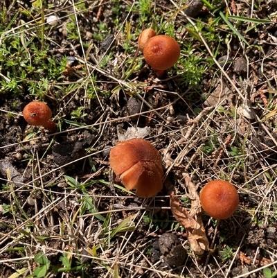 Laccaria sp. (Laccaria) at Canyonleigh, NSW - 22 Aug 2025 by blacksheep