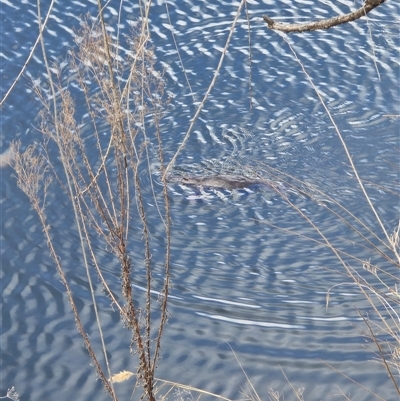 Ornithorhynchus anatinus (Platypus) at Queanbeyan, NSW - 22 Aug 2025 by FeralGhostbat