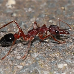 Myrmecia pyriformis (A Bull ant) at Paddys River, ACT - 19 Aug 2025 by TimL