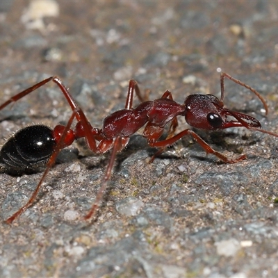 Myrmecia pyriformis (A Bull ant) at Paddys River, ACT - 19 Aug 2025 by TimL