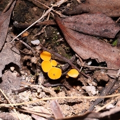 Phaeohelotium (Discinella terrestris aggregate) at Paddys River, ACT - 19 Aug 2025 by TimL