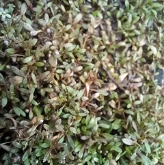 Glossostigma elatinoides (Small Mud-mat) at Carwoola, NSW - 16 Nov 2023 by Liam.m
