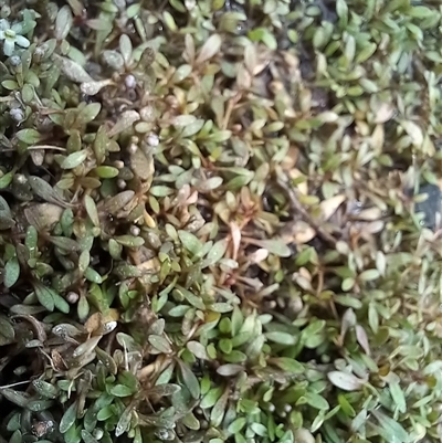 Glossostigma elatinoides (Small Mud-mat) at Carwoola, NSW - 16 Nov 2023 by Liam.m