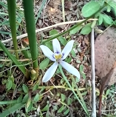 Isotoma fluviatilis subsp. australis (Swamp Isotome) at Carwoola, NSW - 16 Nov 2023 by Liam.m