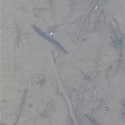 Unverified Leech (Hirudinea) at Carwoola, NSW - 10 Feb 2024 by Liam.m