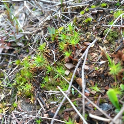 Polytrichaceae sp. (family) at Carwoola, NSW - 22 Aug 2025 by Liam.m
