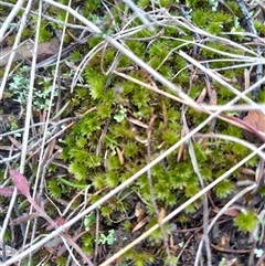 Rosulabryum sp. at Carwoola, NSW - 22 Aug 2025 by Liam.m