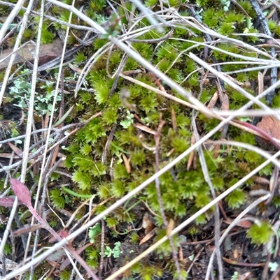 Rosulabryum sp. at Carwoola, NSW - 22 Aug 2025 by Liam.m