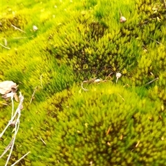 Unverified Moss, Liverwort or Hornwort at Carwoola, NSW - 22 Aug 2025 by Liam.m