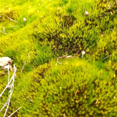 Unverified Moss, Liverwort or Hornwort at Carwoola, NSW - 22 Aug 2025 by Liam.m