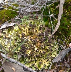 Heterodea sp. at Carwoola, NSW - 22 Aug 2025 by Liam.m