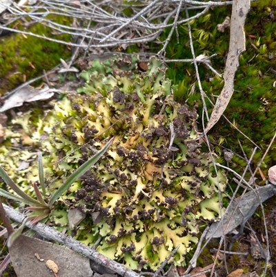 Heterodea sp. at Carwoola, NSW - 22 Aug 2025 by Liam.m