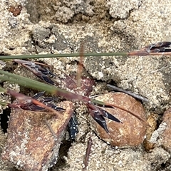 Schoenus ericetorum (Heathy Bog-sedge) at Buxton, NSW - 18 Aug 2025 by JaneR