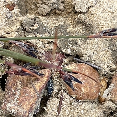 Schoenus ericetorum (Heathy Bog-sedge) at Buxton, NSW - 18 Aug 2025 by JaneR