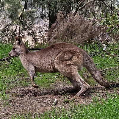 Macropus giganteus (Eastern Grey Kangaroo) at Fyshwick, ACT - 22 Aug 2025 by MatthewFrawley