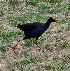 Porphyrio melanotus (Australasian Swamphen) at Fyshwick, ACT - 22 Aug 2025 by MatthewFrawley