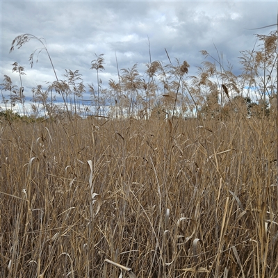 Phragmites australis (Common Reed) at Fyshwick, ACT - 22 Aug 2025 by MatthewFrawley
