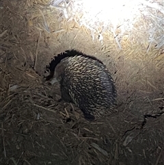 Tachyglossus aculeatus (Short-beaked Echidna) at Denman Prospect, ACT - 21 Aug 2025 by SteveBorkowskis