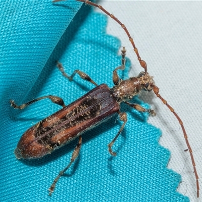 Tessaromma undatum (Velvet eucalypt longhorn beetle) at Higgins, ACT - 22 Aug 2025 by AlisonMilton