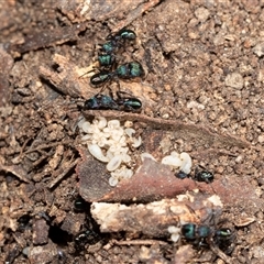 Rhytidoponera metallica (Greenhead ant) at Higgins, ACT - 18 Aug 2025 by AlisonMilton