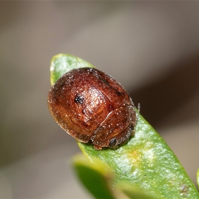 Trachymela sp. (genus) (Brown button beetle) at Higgins, ACT - 22 Aug 2025 by AlisonMilton