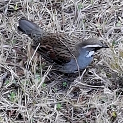 Cinclosoma punctatum (Spotted Quail-thrush) at Hill Top, NSW - 18 Aug 2025 by dgw2