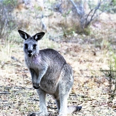 Macropus giganteus (Eastern Grey Kangaroo) at Paddys River, ACT - 16 May 1986 by RodDeb