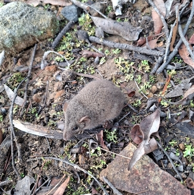 Antechinus sp. (genus) (Unidentified Antechinus) at Hill Top, NSW - 1 Aug 2025 by dgw2