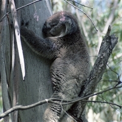 Phascolarctos cinereus (Koala) at Kambah, ACT - 20 Feb 1986 by RodDeb