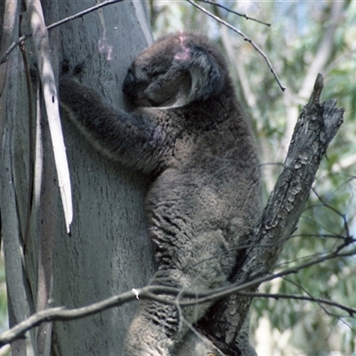 Phascolarctos cinereus (Koala) at Kambah, ACT - 20 Feb 1986 by RodDeb