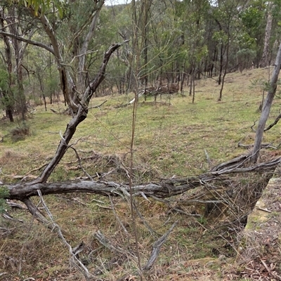 Allocasuarina verticillata (Drooping Sheoak) at Hackett, ACT - 21 Aug 2025 by HappyWanderer