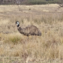 Dromaius novaehollandiae (Emu) at Kambah, ACT - 22 Aug 2025 by Mike