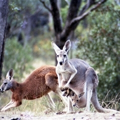 Osphranter rufus (Red Kangaroo) at Kambah, ACT - 16 May 1986 by RodDeb