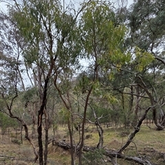 Acacia implexa (Hickory Wattle, Lightwood) at Hackett, ACT - 21 Aug 2025 by HappyWanderer