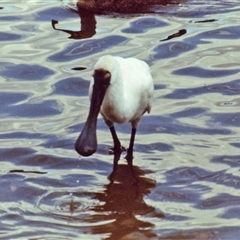 Platalea regia (Royal Spoonbill) at Kambah, ACT - 16 May 1986 by RodDeb