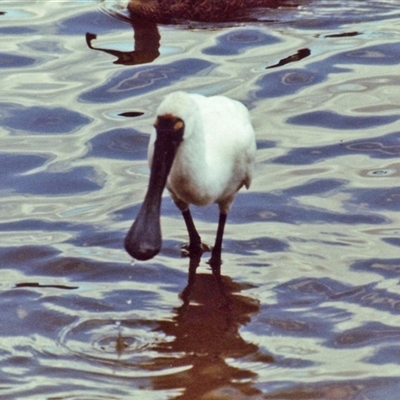 Platalea regia (Royal Spoonbill) at Kambah, ACT - 16 May 1986 by RodDeb