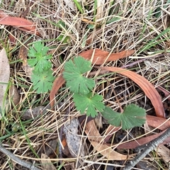 Geranium (genus) (Geranium) at Hackett, ACT - 21 Aug 2025 by HappyWanderer