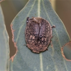 Trachymela sp. (genus) (Brown button beetle) at Fyshwick, ACT - 10 Feb 2021 by AlisonMilton