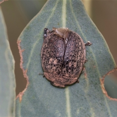 Trachymela sp. (genus) (Brown button beetle) at Fyshwick, ACT - 10 Feb 2021 by AlisonMilton