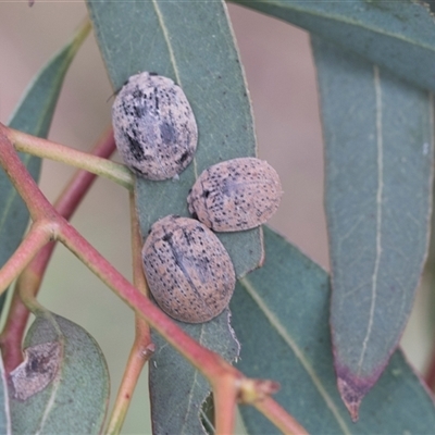 Trachymela sp. (genus) (Brown button beetle) at Fyshwick, ACT - 10 Feb 2021 by AlisonMilton