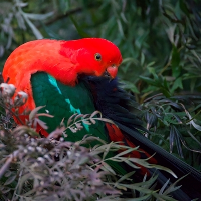 Alisterus scapularis (Australian King-Parrot) at Ainslie, ACT - 13 Aug 2025 by jb2602