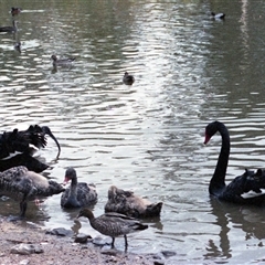 Cygnus atratus (Black Swan) at Kambah, ACT - 16 May 1986 by RodDeb