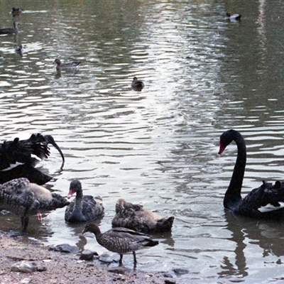 Cygnus atratus (Black Swan) at Kambah, ACT - 16 May 1986 by RodDeb