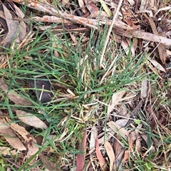 Eleusine tristachya (Goose Grass, Crab Grass, American Crows-Foot Grass) at Hackett, ACT - 21 Aug 2025 by HappyWanderer