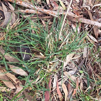 Eleusine tristachya (Goose Grass, Crab Grass, American Crows-Foot Grass) at Hackett, ACT - 21 Aug 2025 by HappyWanderer