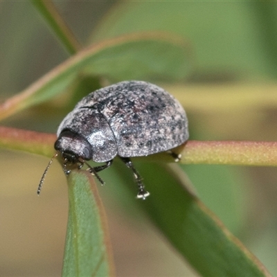 Trachymela sp. (genus) (Brown button beetle) at Hawker, ACT - 4 Oct 2021 by AlisonMilton